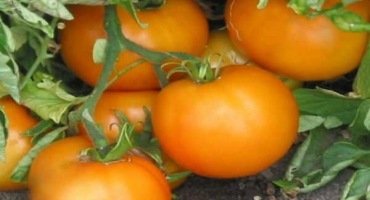 Charakteristika a popis odrůdy oranžového rajčete, její výnos